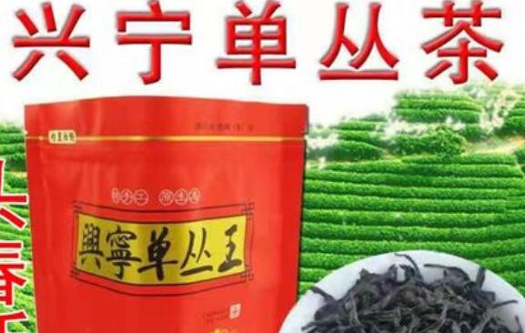 兴宁单丛茶